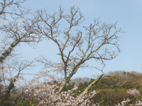 IMGP0038